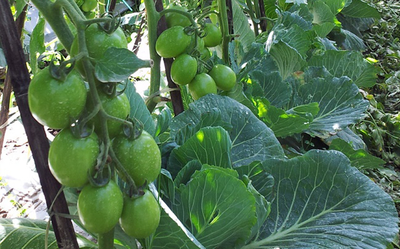 Tanam Tomat Anda dengan 10 Tanaman Ini untuk Kebun Tumpang Sari yang