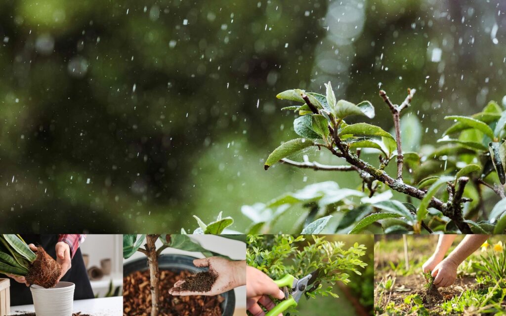 merawat tanaman saat musim hujan