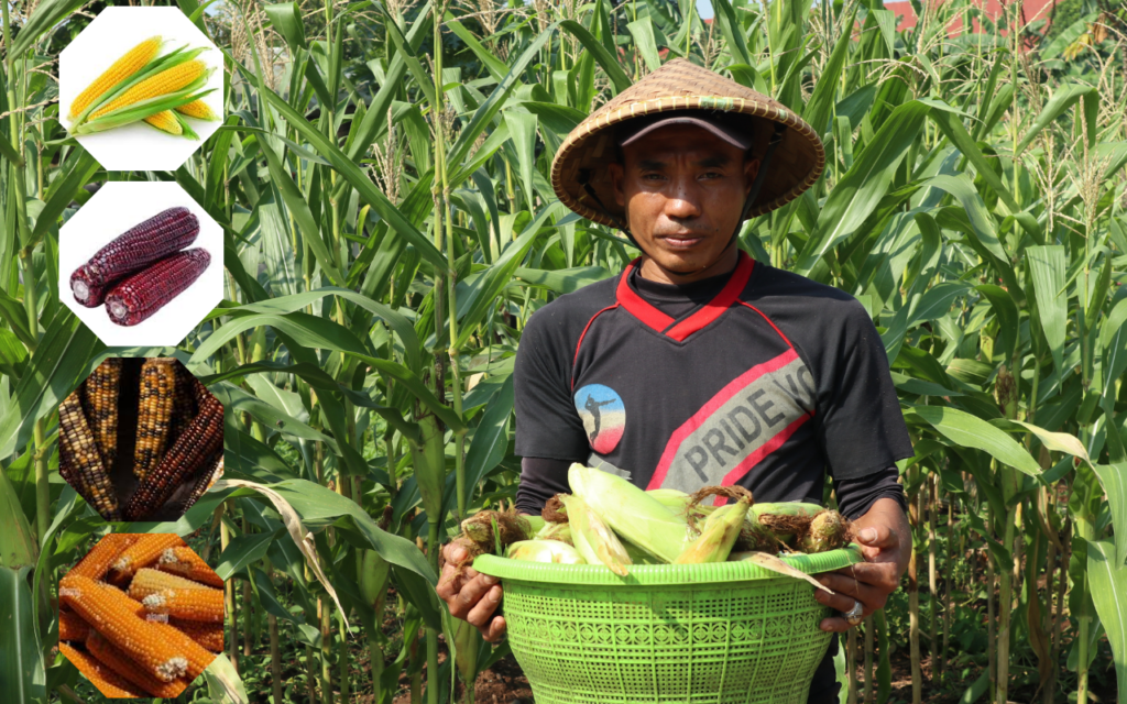 Jenis Jagung di Indonesia